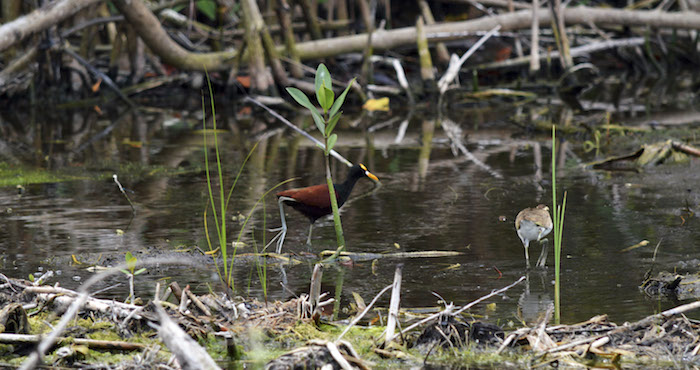 Fauna Fue Enterrada Viva Durante El Ataque Al Manglar Tajamar Denunciaron Activistas Foto Cuartoscuro