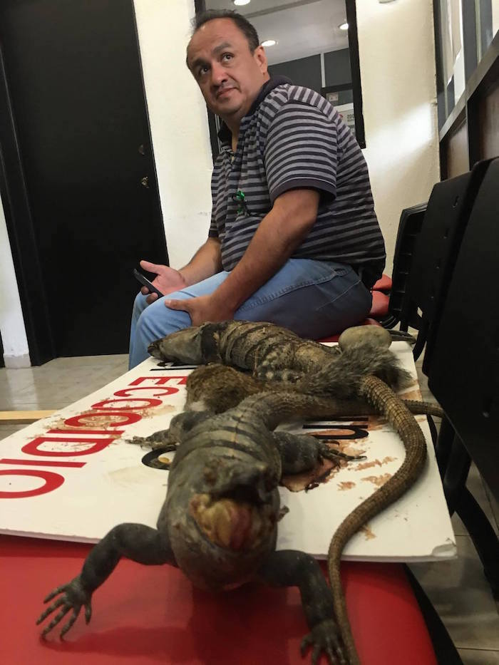 Un Grupo De Activistas Llevó Este Día Al Ayuntamiento Benito Juárez En Cancún Quintana Roo Algunos De Los Ejemplares Que Han Muerto Durante La Destrucción Del Manglar Tajamar Foto Especial