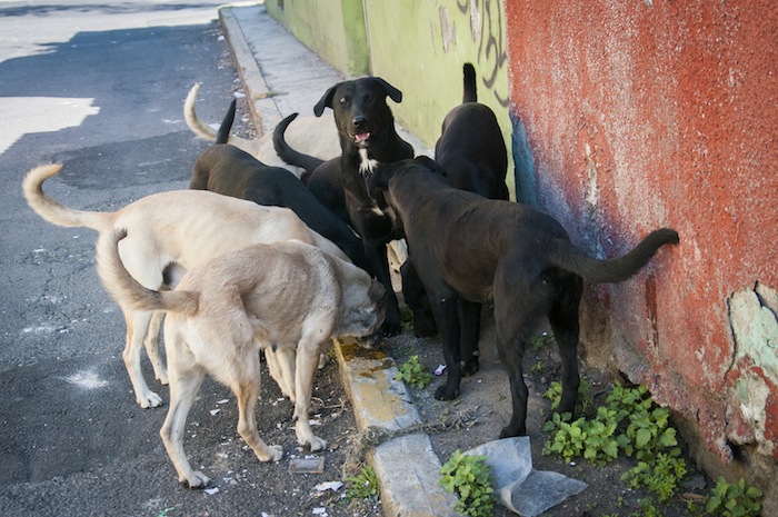 Perros callejeros recorren las calles de la ciudad en busca de algún desperdicio de comida para poder sobrevivir. Foto: Cuartoscuro.