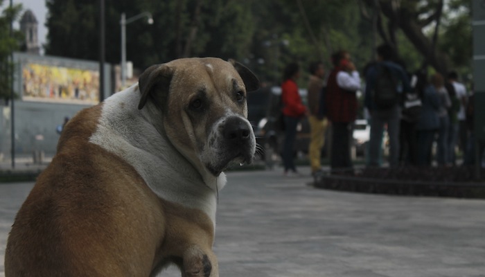 El Cáncer Es Una De Las Enfermedades Que Las Mascotas Presentan Con Mayor Frecuenciafoto Cuartoscuro