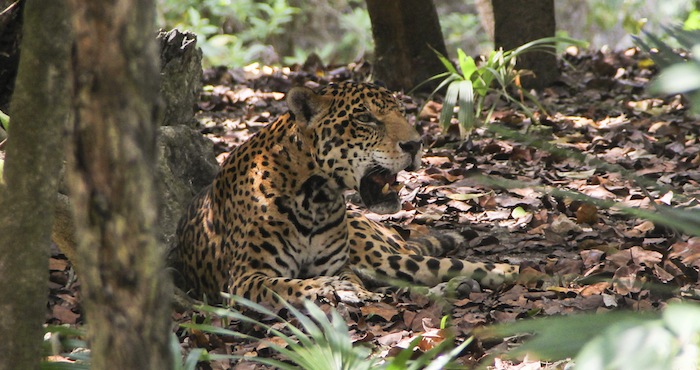 La Falta De Comida Llevará Al Jaguar a Desplazarse a Otros Lugares Foto Cuartoscuro