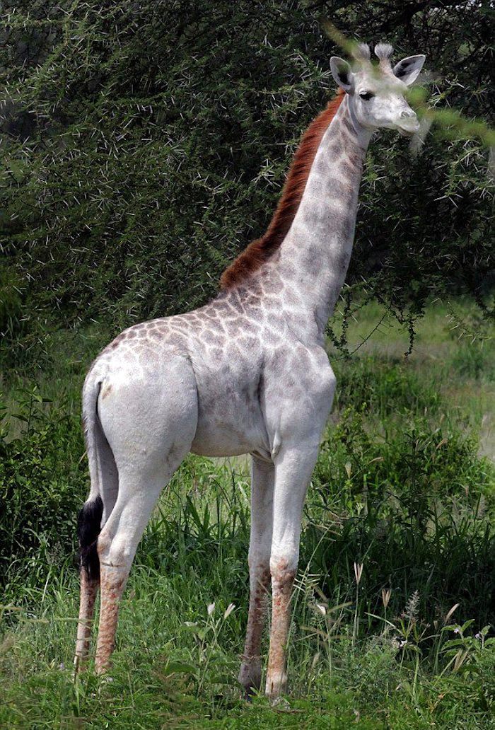 Aquí Se La Puede Ver a Omo En Una Foto Tomada El Año Pasado Foto Facebook I love africa