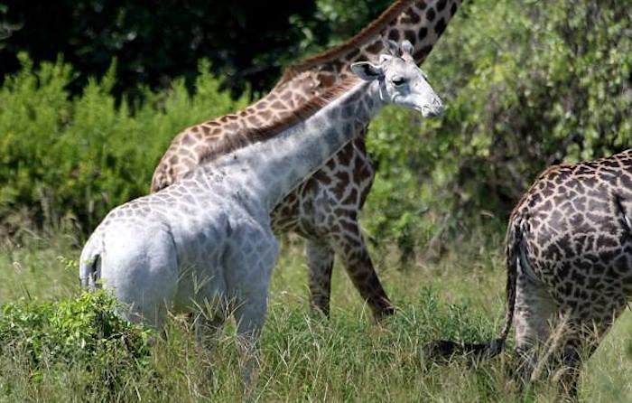 Omo Vive En El Parque Nacional Tarangire De Tanzania Foto Facebook I love africa