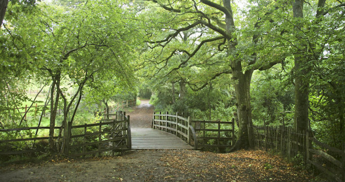 El Puente De Los Palos De Pooh Foto Kathryn Aalto