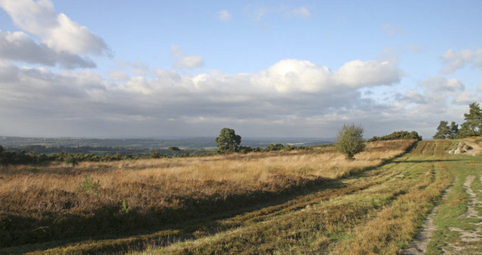 El Escenario Que Inspiró El Hábitat De Winnie Se Encuentra En Una Reserva Natural Del Condado De Sussex Al Sur De Inglaterra Conocida Como Ashdown Forest Foto Kathryn Aalto