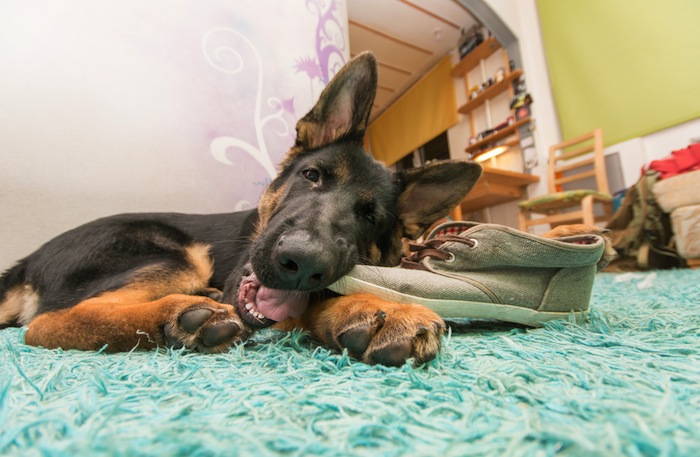 Los Perros Lo Investigan Todo Lo Investigan Con Las Patas Con Los Dientes Foto Shutterstock