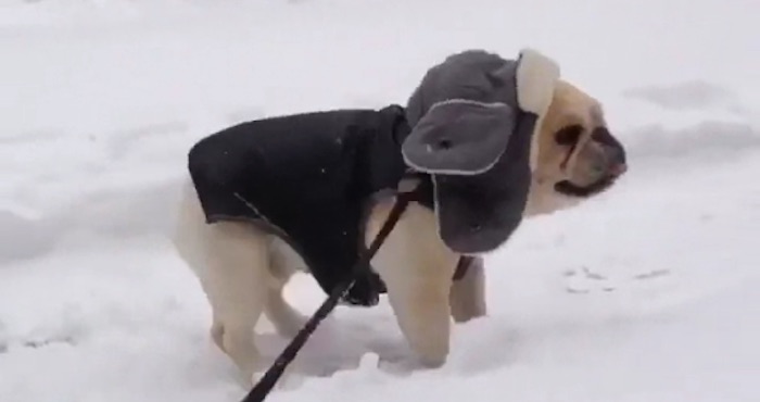 La Pequeña Mascota Se Divierte Mientras Intenta No Pisar La Nieve Foto Instagram waltergoodboy