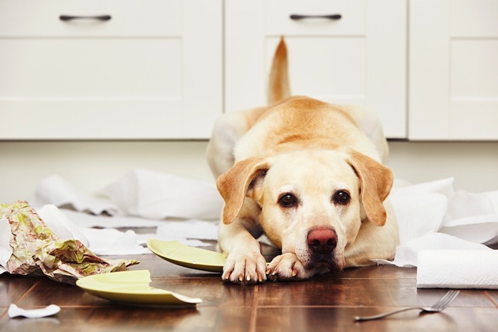 Las Personas Deben Salir a Trabajar Pero No Pueden Dejar Al Perro En Una Jaula Durante Ocho Horas Foto Shutterstock