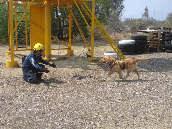 Del año 2010 al 2015 sólo cinco perros han logrado certificarse ante la internacional del rescate. Foto facebook Perros de Rescate UNAM.