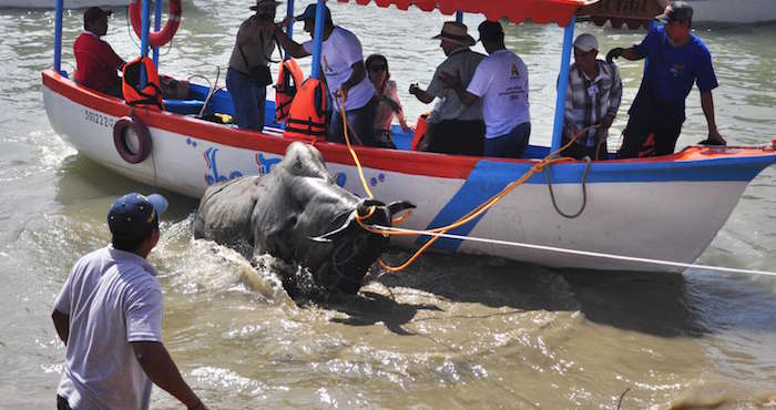 Emblase de toros en Veracruz. Foto:Twitter @AnimalSonoro