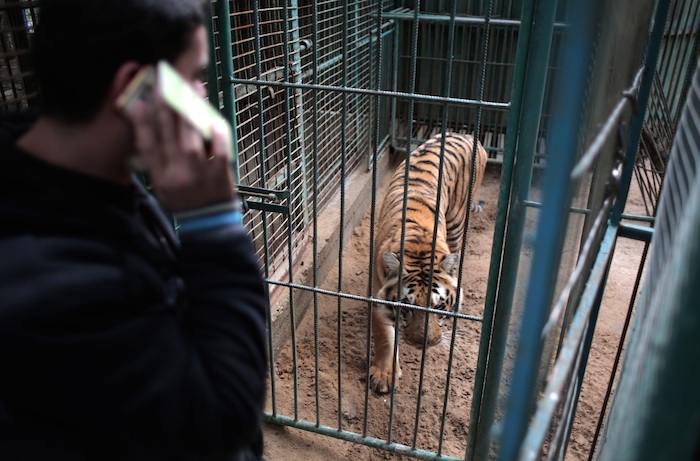 En Esta Foto Del De Enero De Aparece Mohammed Ouida Propietario De Un Zoológico En La Franja De Gaza Junto a La Jaula Del Tigre Foto Ap