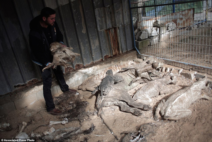 Los Animales Muertos Son Apilados En Un Rincón De Zoológico Foto Ap