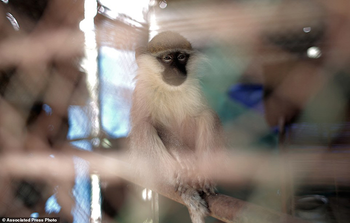 Más De Animales Y Aves Han Muerto Allí Desde El Conflicto De Foto Ap