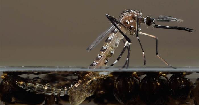 Recientemente La Empresa De Biotecnología Oxitec Dijo Que En Unas Pruebas En Brasil Se Demostró Que Mosquitos Machos Genéticamente Alterados Y Estériles Lograron Reducir Las Larvas Nocivas En Por Ciento Foto Oxitec