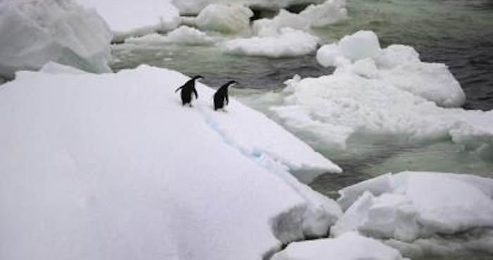 "Es desgarrador ver el impacto del hielo permanente en los pingüinos". Foto: EFE