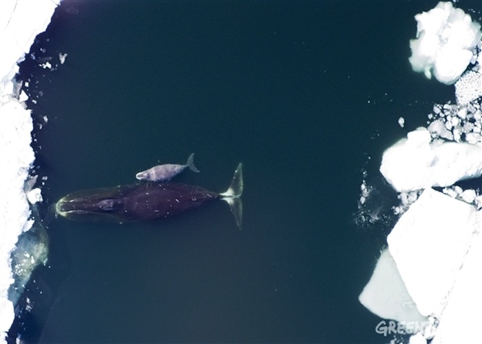 La Falta De Medidas De Protección Para El Ártico Ha Permitido Que Las Flotas Pesqueras Exploren Nuevas Partes Del Océano Sin Tomar En Cuenta El Daño Que Pueden Causar Foto Greenpeace