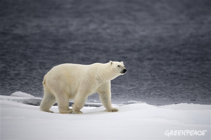 El Ártico Es Una Zona Muy Alejada De Nuestro País Y Pocas Veces Nos Detenemos a Pensar En Los Impactos Que Puede Tener Sobre México Foto Greenpeace