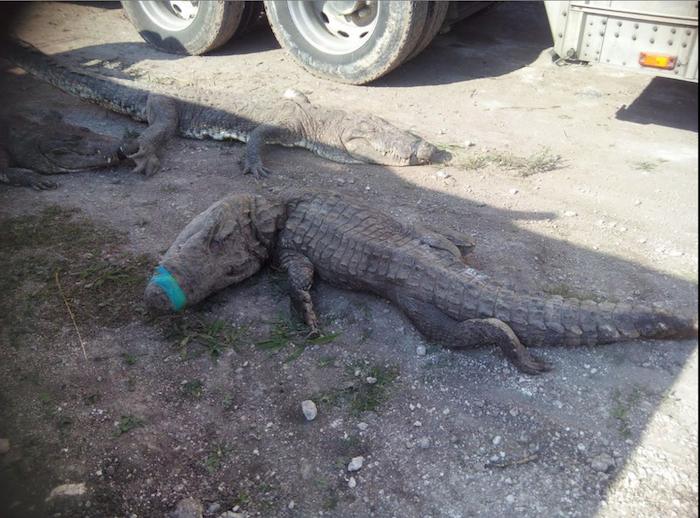 El Traslado De Cocodrilos Por Carretera Provocó La Muerte De Reptiles Foto profepa mx