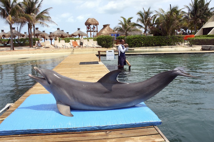 Los turistas suelen visitar estas atracciones sin saber el abuso que sufren los animales silvestres con los que interactúan. Foto: Cuartoscuro.