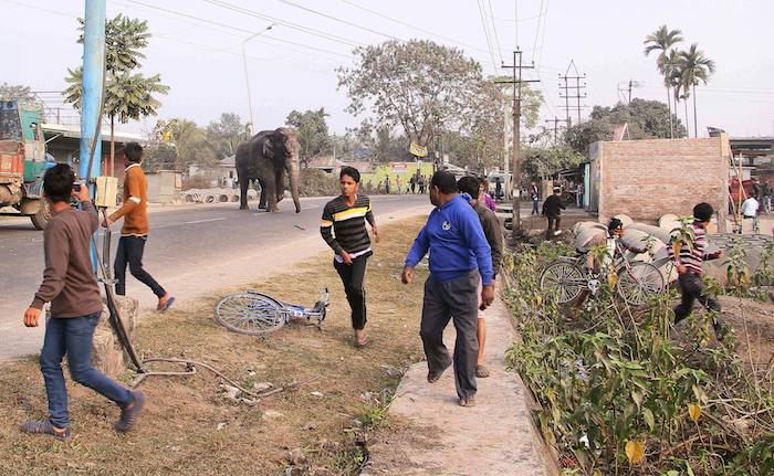 Una Elefanta Salvaje Campa a Sus Anchas Por Una Localidad Del Oeste De India Hasta Que Las Autoridades Lograron Dispararle Un Tranquilizante En Siliguri Foto Ap