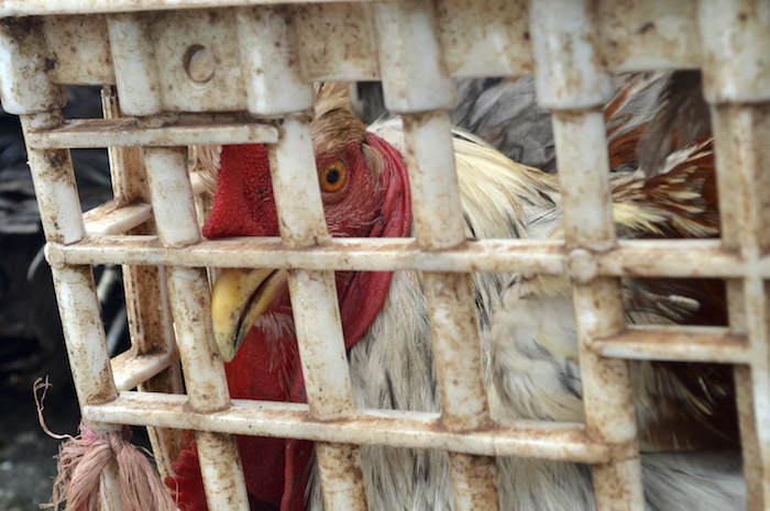 En México, la mayoría de las gallinas ponedoras pasan toda su vida confinadas en jaulas. Foto: Cuartoscuro.