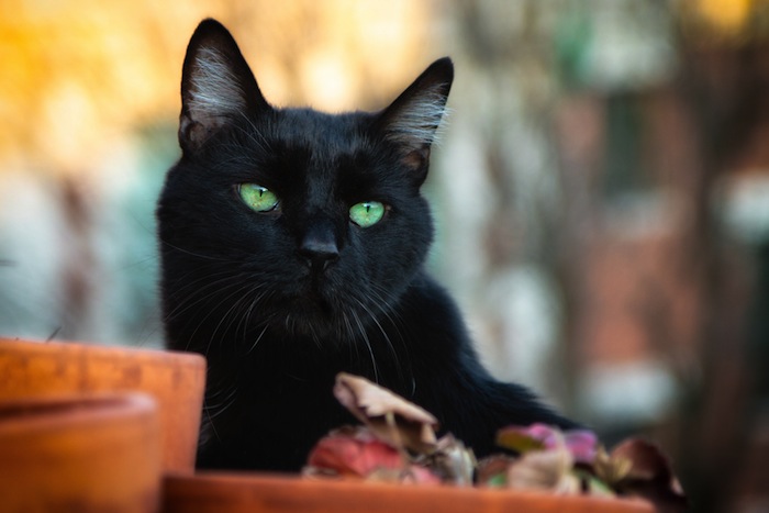 En la Edad Media se creía que los gatos ayudaban a las brujas. Foto: Shutterstock.