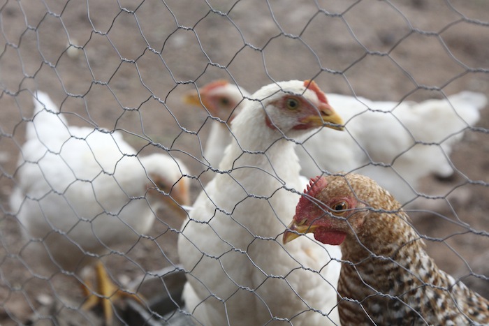 De acuerdo con Igualdad Animal, no existe actividad humana que conlleve más maltrato animal que la ganadería industrial. Foto: Cuartoscuro.