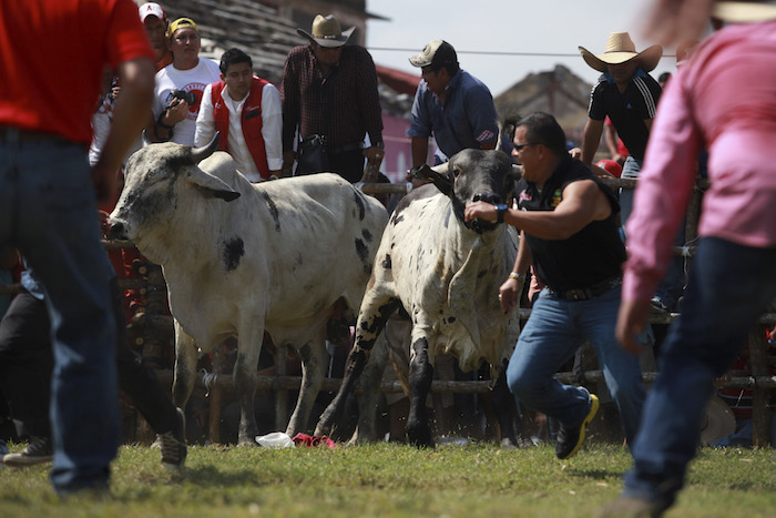 La Masacre De Animales Y Humanos Es Apoyada Y Costeada Por Las Autoridades Municipales Y Del Gobierno Del Estado De Veracruz Animal Heroes Foto Cuartoscuro