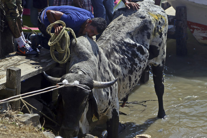 Este Año Fueron Liberados Seis Toros En Tlacotalpan Foto Cuartoscuro