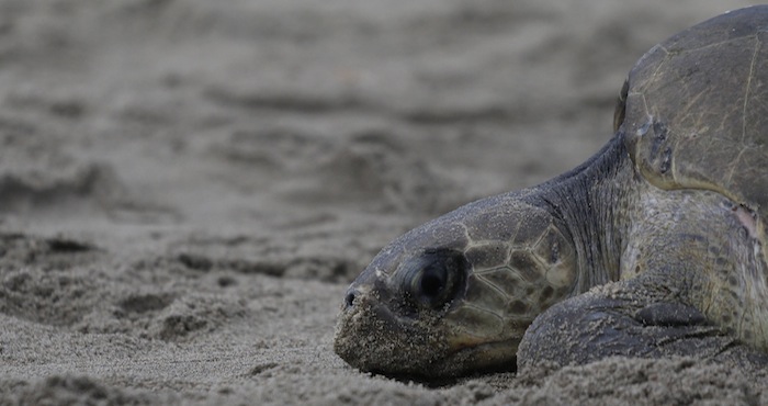 Autoridades Piden a Los Pobladores Reportar Cualquier Nuevo Avistamiento De Tortugas Muertas O Aparentemente Enfermas Foto Cuartoscuro