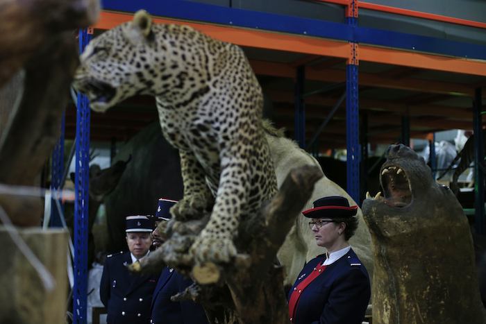 Funcionarios aduanales catalogaron el hecho como una de las confiscaciones más notables de especies protegidas en años recientes en Francia. Foto: AP