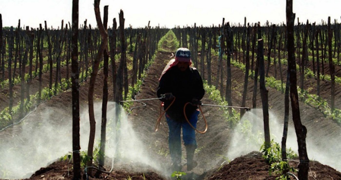 Un Campo En Sinaloa Foto Cuartoscuro