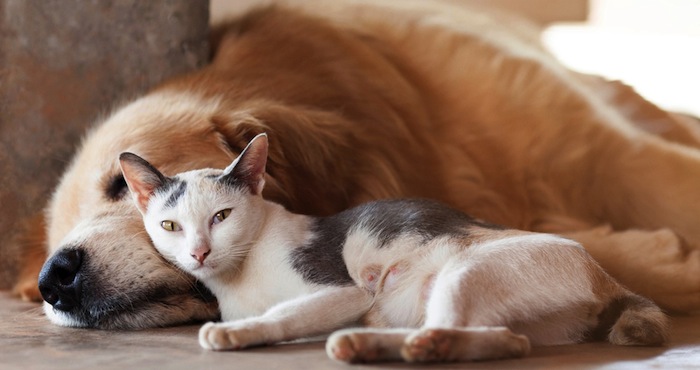 Si Tú Y Tu Familia No Logran Decidirse También Es Una Opción Adoptar Un Perro Y Un Gato Foto Shutterstock