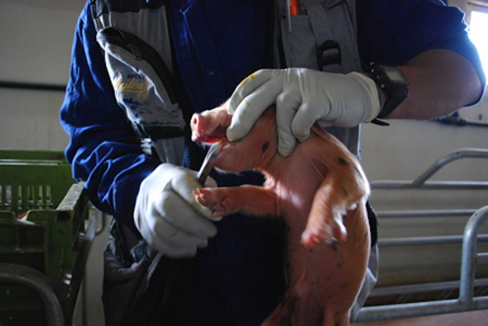 Corte de dientes sin anestesia. Foto: Igualdad Animal.