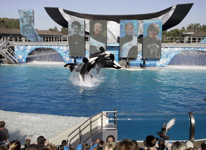 En esta imagen del 30 de noviembre de 2006 se observa a cuatro orcas saltar del agua durante un acto en el Show de Shamu de SeaWorld en San Diego. Foto: AP/Archivo