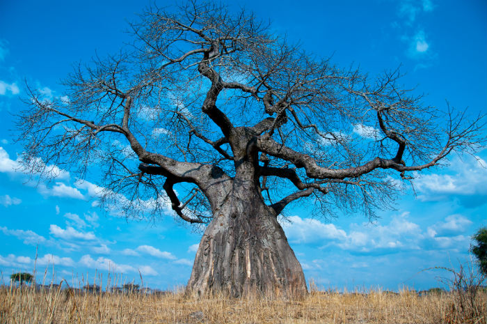 Raíces de baobab, un texto apasionado. Foto: Shutterstock