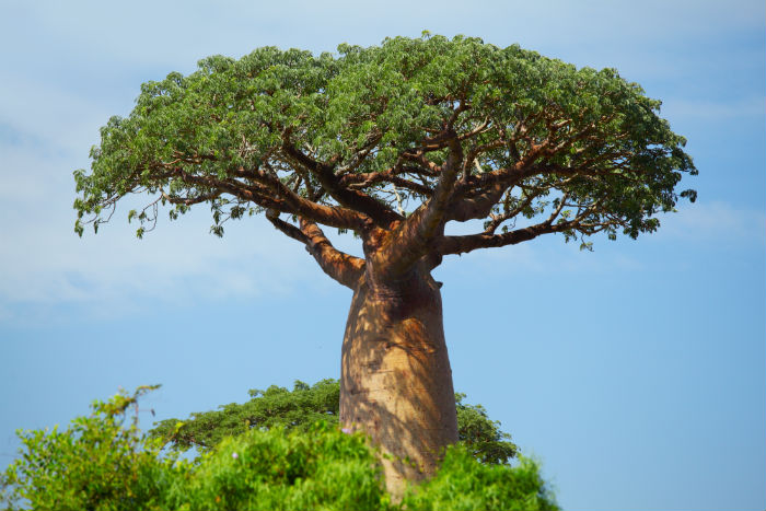 Tengo un baobab en la frente. No es mujer sino tristeza: he vivido para contarlo. Foto: Shutterstock