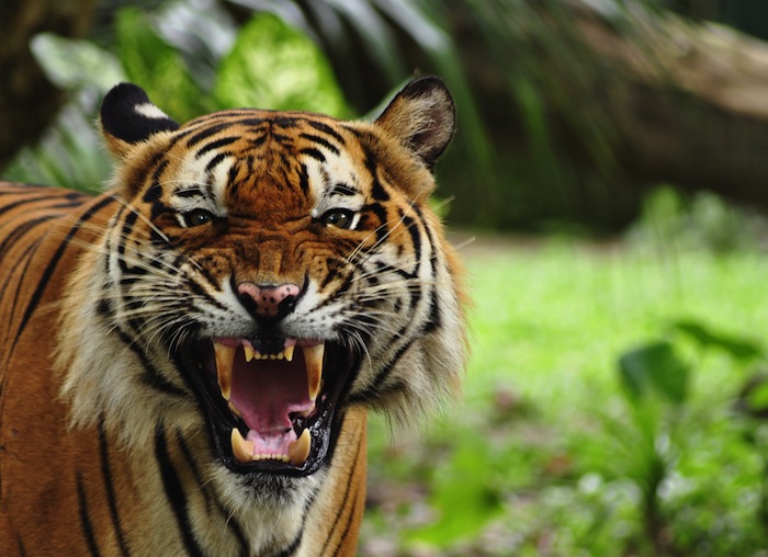 En México Existen Miles De Animales Que Se Encuentran En Condiciones Inadecuadas De Cautiverio Foto Shutterstock