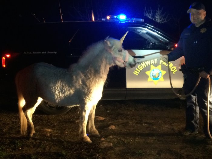 El unicornio De California Foto Especial