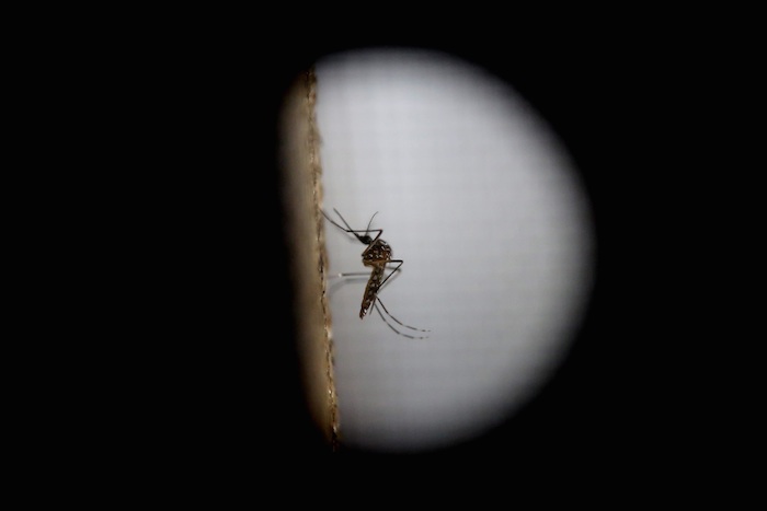 El Mosquito De La Variedad aedes Aegytpi El Cual Transmite El Virus Del Zika Dengue Y Chikungunya Foto Efearchivo