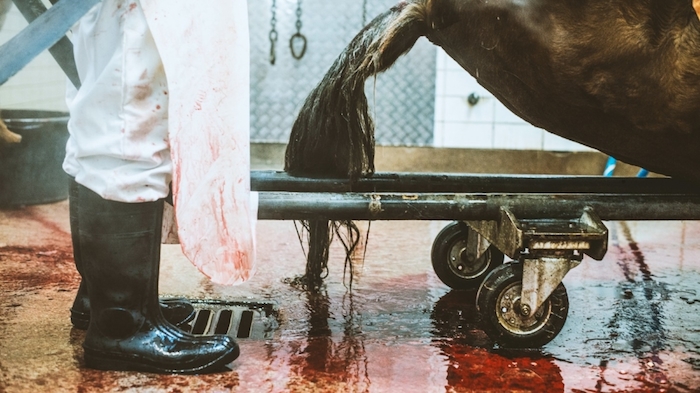 El caballo se coloca sobre su espalda para que se pueda cortar su piel más fácilmente. Foto: Rebecca Camphens, Vice.