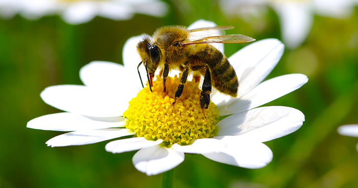 Abeja polinizadora