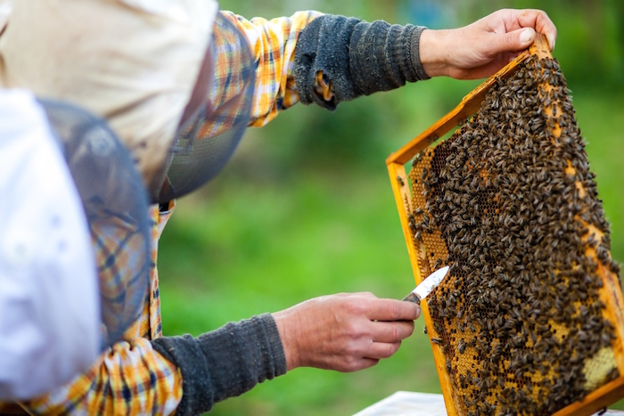 En El Mundo Existen Nueve Especies De Abejas Y La Más Importante Para La Apicultura Nacional Es La Apis Mellifera Foto Shutterstock