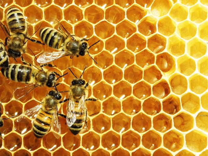 Casi Toda La Población De Abejas Está Compuesta Por Hembras Foto Shutterstock