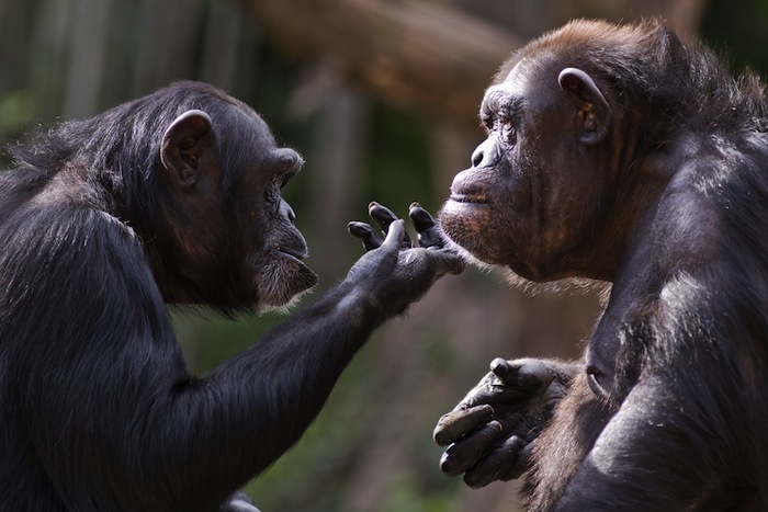 Los Bonobos Resuelven Sus Conflictos Con Favores Sexuales Inclusive Entre Dos Hembras Foto Shutterstock