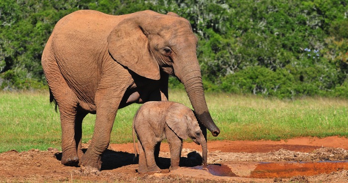 Elefante Africano Hembra Y Su Cría Foto Shutterstock