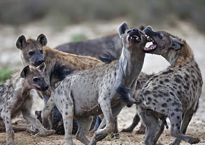 Las Hienas Son Excelentes Cazadoras En Grupo Foto Shutterstock