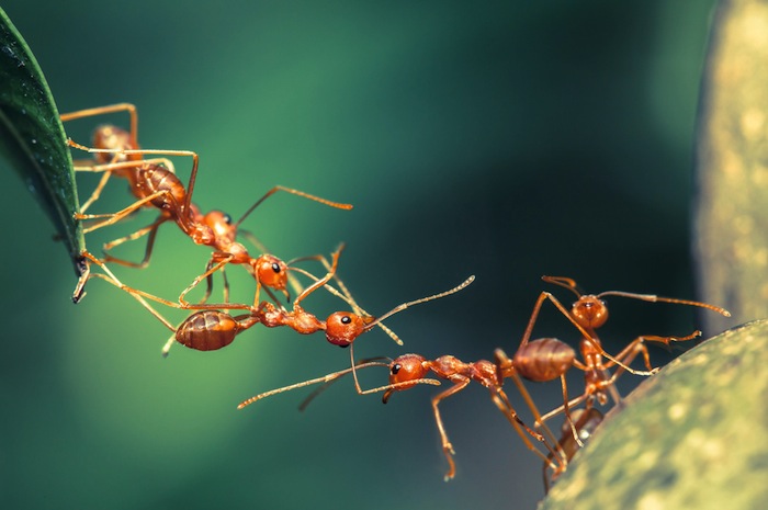 Existe Una Especie De Hormigas En La Amazonía Compuesta Solo Por Hembras Foto Shutterstock