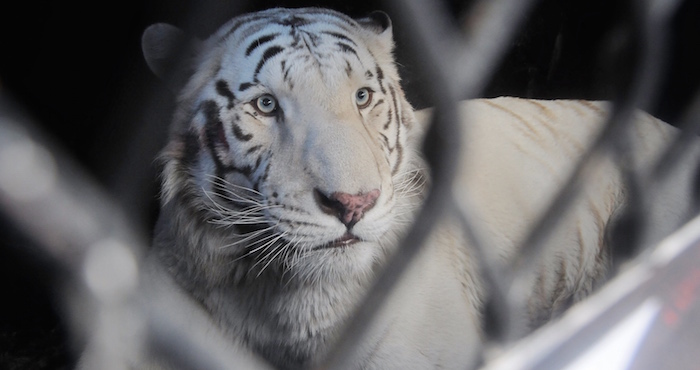 the Wild Animal Sanctuary Cuenta Con Una Superficie De Hectáreas En Donde Alberga Actualmente Especies Foto Cuartoscuro