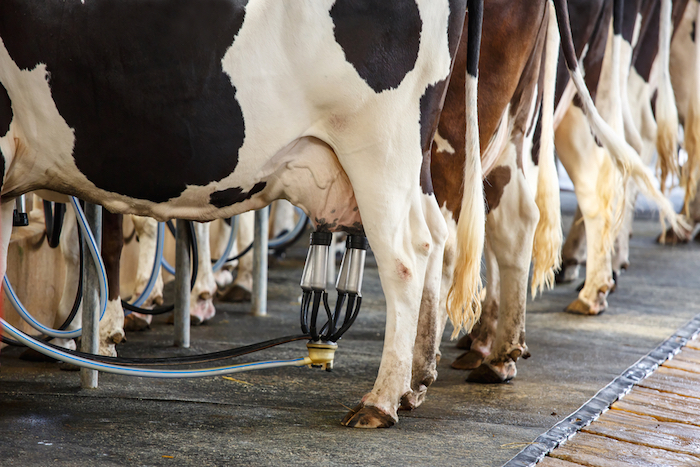 La Leche De Vaca Contamina Veces Más Que La Leche De Soja Foto Shutterstock